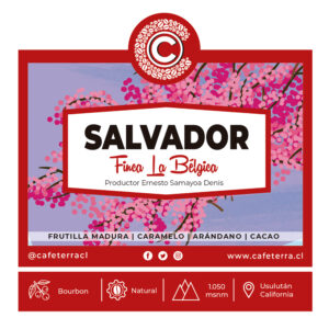 Cafe El Salvador La Belgica Bourbon Natural - Cafeterra